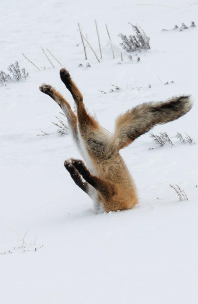 A fox lands head first into the snow at Yellowstone National Park in Wyoming. Picture: Caters