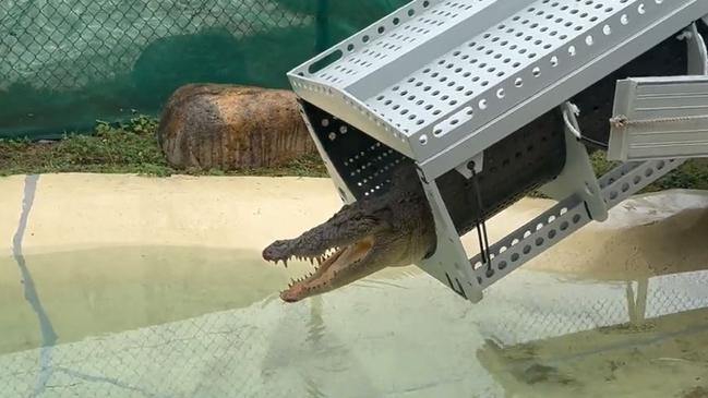 A three-metre crocodile that moved into the Cardwell Marina recently was captured in a baited trap on 9 May 2024.