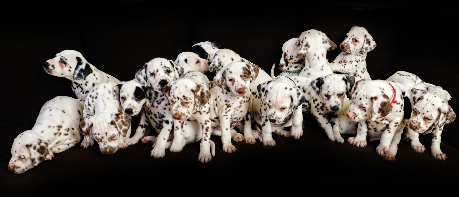 World record 20 dalmatian pups born in Australia   KidsNews