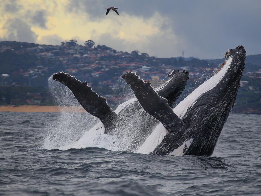 Spectacular pictures of whales around Sydney Daily Telegraph