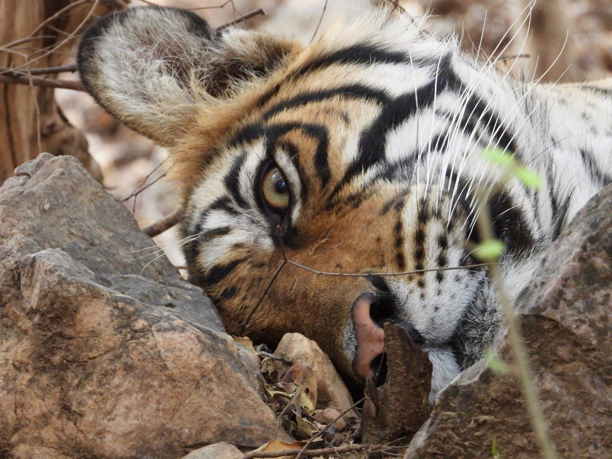 Tigers in India’s Ranthambore National Park a prized sighting | The ...