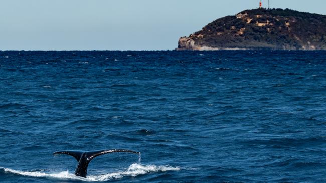 Thar she blows: Heavy traffic returns to Humpback Highway