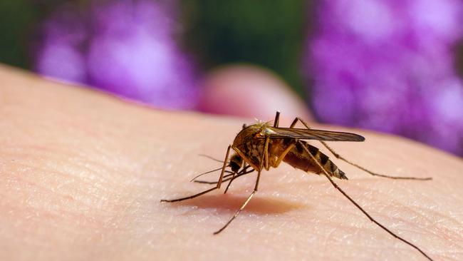 A mosquito feeding on a human host.