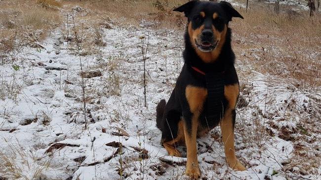 SNOW HOUND: Northern Star reader Phil took his fur buddy Tarla on a snow trip from Cawongla to Ben Lomond on June 10, 2021,