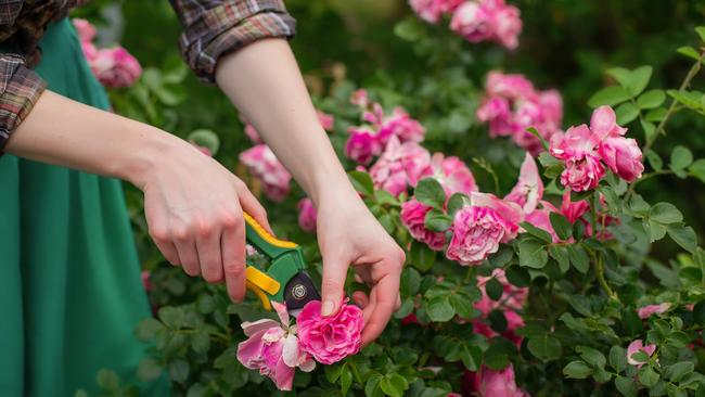 Pruning should be done after the plant has finished flowering.