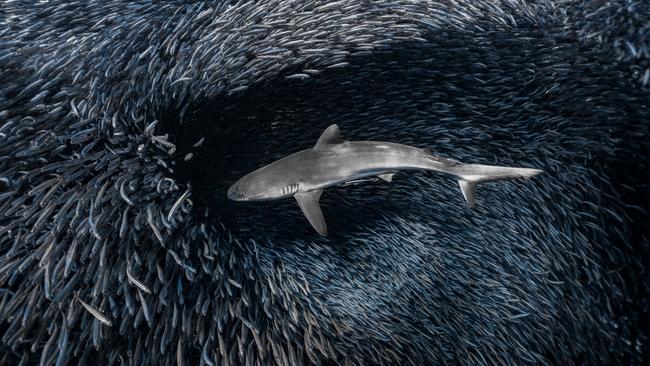 Epic: the grey reef shark lunges through the baitball. Picture: Daniel Nicholson