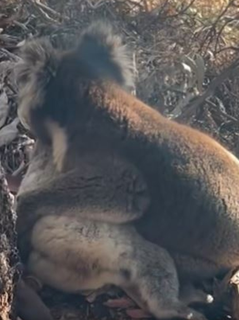 The koala seen mourning its female friend. Picture: 9News