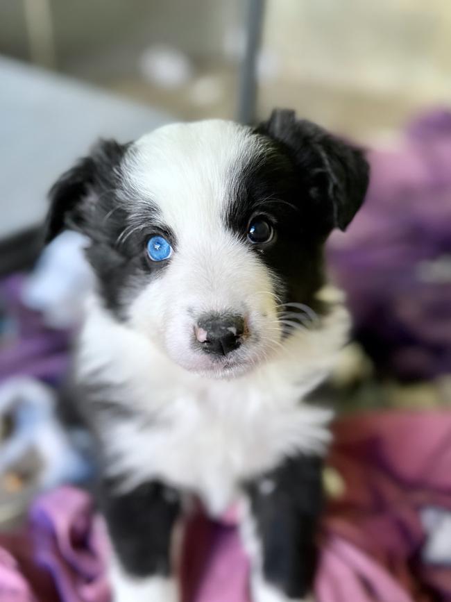 Burleigh Heads border collie Tally as a puppy. Border collies are the Gold Coast's fourth most popular dog.