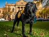 Zero the court companion dog has been awarded a premier's award for public sector values which recognises his commitment to accompanying vulnerable witnesses in court, on May 10th, 2021, outside the Supreme Court in Adelaide.
Picture: Tom Huntley