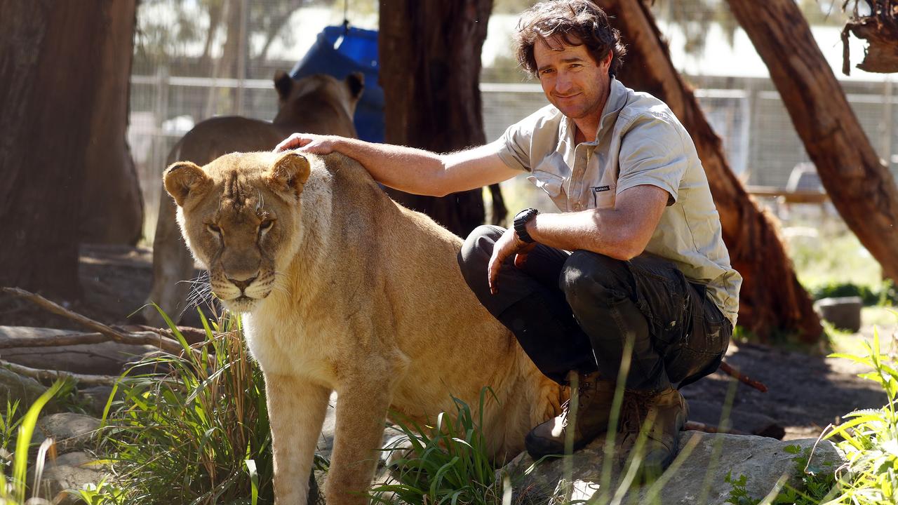 The whole pride is settling into their new home on the Central Coast. Picture: Sam Ruttyn