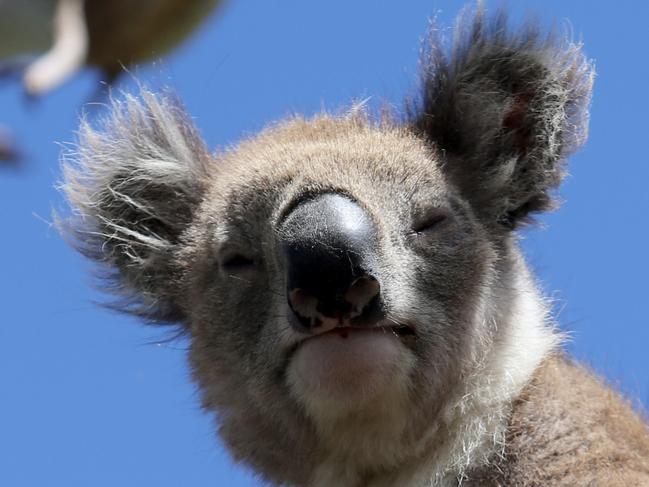 A Koala in Manna Gum tree at Cape Otway. The Koalas have over eaten The Manna Gums and hundreds of trees have died.