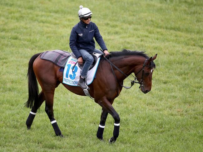 Protectionist during trackwork on the day before the Melbourne Cup.