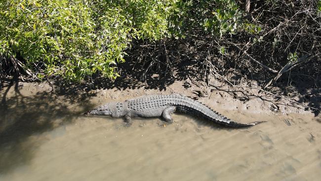 Dynamo, the crocodile removed from Saunders Beach.