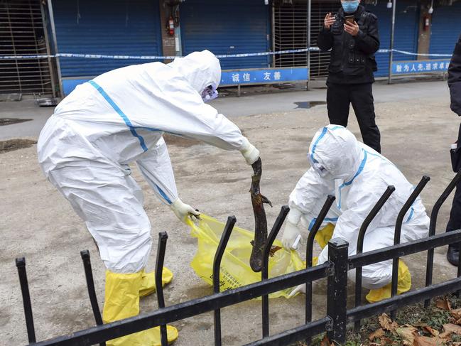 Workers in protective gear catch a giant salamander that escaped from the Huanan Seafood Market in Wuhan - where the virus started. Picture: AP