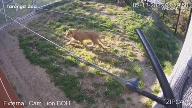 Footage of Taronga Zoo lion escape released