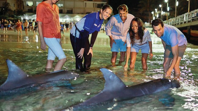 Feed the dolphins at Tangalooma Island at sunset. Picture: APOD