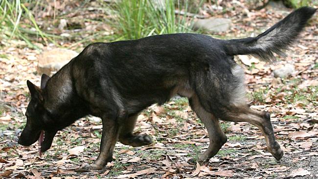 The dog squad found the burglar hiding in a backyard.