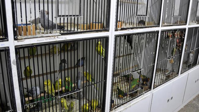 Birds in cages at Pets Galore in Toowoomba. Protesters picketed the pet shop on Wednesday, March 27 to call for it to be shut down. Photo Chris Calcino / The Chronicle