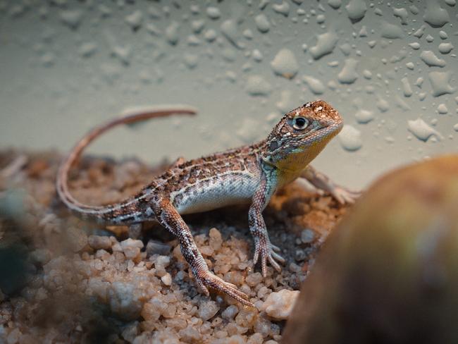 MELBOURNE, AUSTRALIA - NCA NewsWire Photos - 25 JUNE, 2023: The Albanese and Andrews Labor Governments today announced the landmark discovery of a Victorian grassland earless dragon population, which provides renewed hope for the critically endangered species last sighted in 1969. Picture: NCA NewsWire via Melbourne Zoo