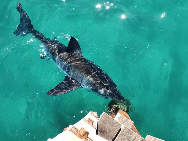 A sub-adult great white shark was spotted at the Semaphore jetty on Sunday 16 August, 2020. Picture: Kylie Douglas