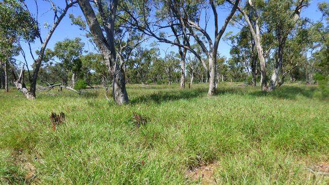 The lush grass at Wadeholme in Queensland's south west.