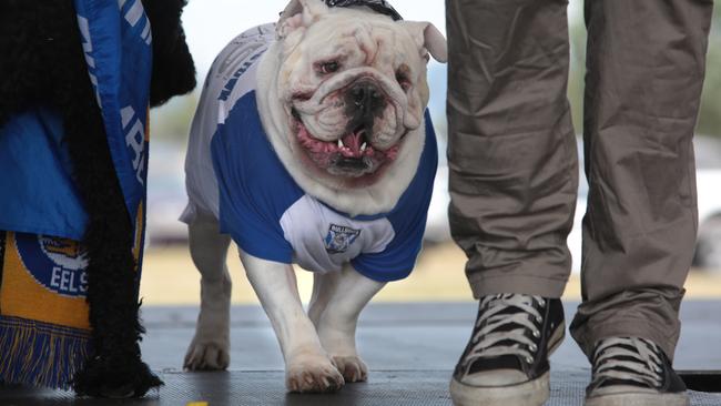 Among the competitions is the best dressed in footy colours. Picture: Robert Pozo