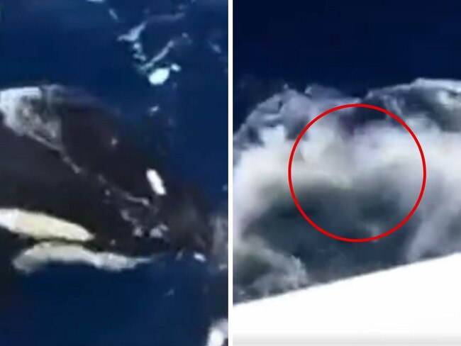 A killer whale tears the rudders from a boat at sea in the latest attack.