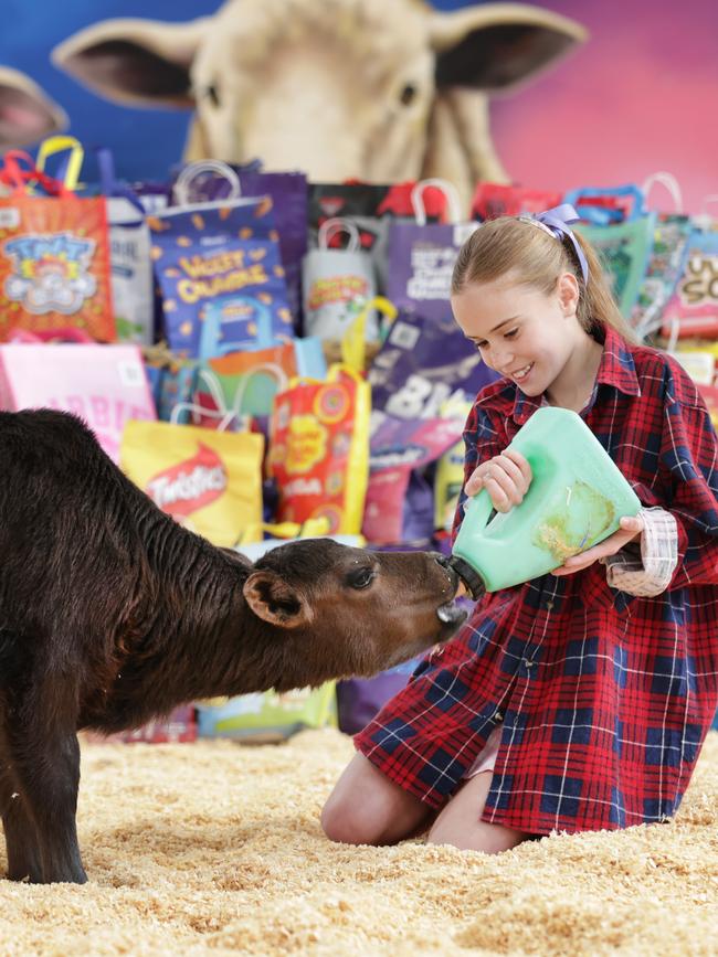 Billie feeds a calf, ahead of the Melbourne Show. Picture: David Caird