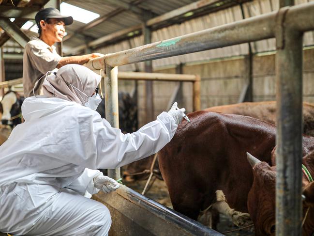 Veterinarians inject the second phase of the mouth and nail disease (FMD) vaccine against farm animals in Bandung, West Java, Indonesia, August 1, 2022. The Bandung City Government received 400 doses of the second phase of FMD vaccine to anticipate and control the spread of FMD in the city of Bandung.Picture: Agvi Firdaus