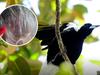 ‘Soaked in blood’: Girl screaming after Mackay magpie attack