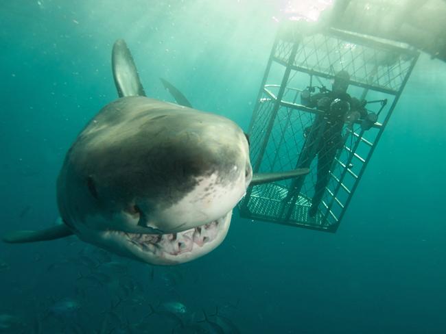 13/06/2010 NEWS: White shark swims past a cage diver off North Neptune Island in South Australia (south of Port Lincoln, SA). Must credit: Andrew Fox Cage Diving. Pic. Supplied For Clare Peddie