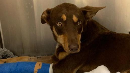 Bailey the kelpie recovers from a bite by a red-bellied black snake on a property at Terrey Hills. Picture: Facebook (Bill Miller)