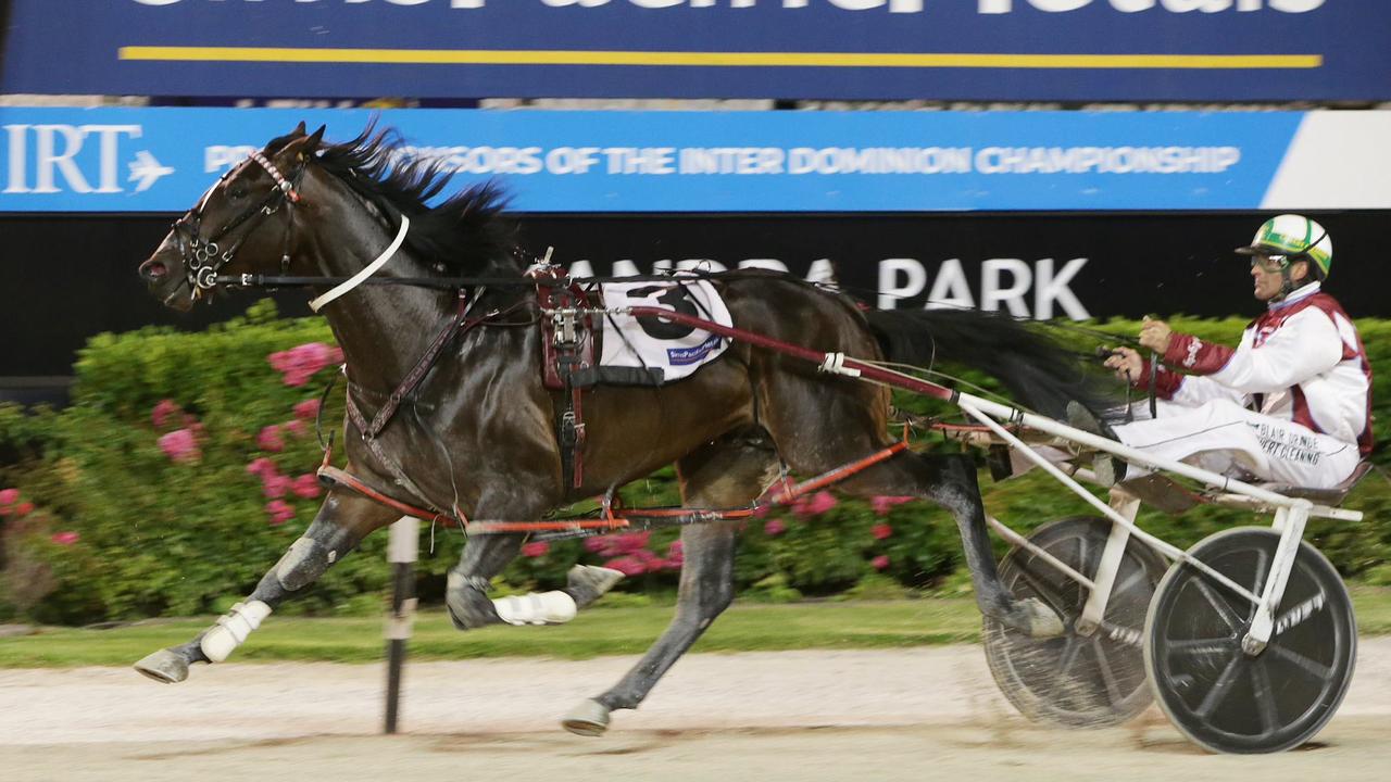 Superstar NZ three-year-old Krug in action. Picture: Harness Racing NZ