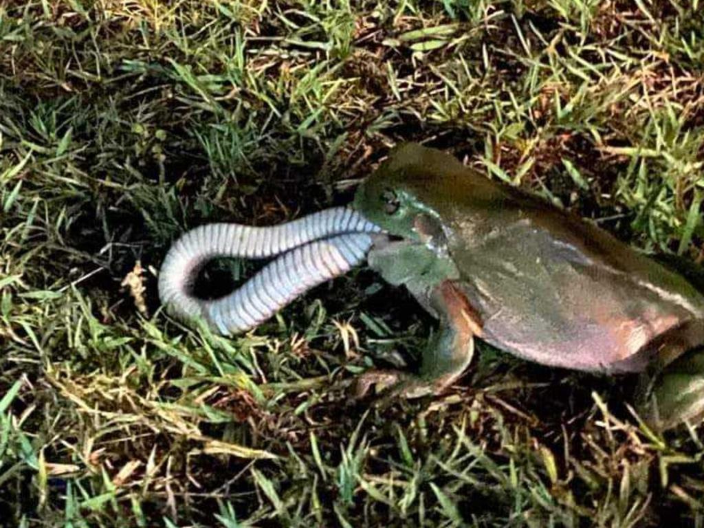 **Please do not use until we have permission**

A green tree frog was captured devouring a keelback snake on Tuesday in Cedar Vale, a suburb of Logan. Picture: Melissa MacPherson