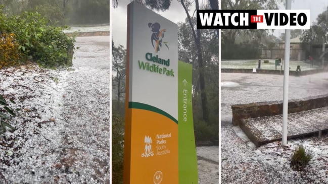 Hail storm at Cleland Wildlife Park