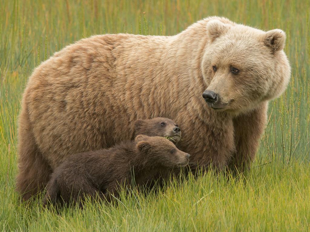 The fascinating interactions that take place in the animal kingdom have been showcased in a spectacular wildlife photo competition. From Penguins in South Georgia to ants in Slovakia, Polar Bear cubs in Alaska and Giant Petrels fighting in America, these photographers captured it all - ‘Sage and Sound’ by Dave Shaffer/Photocrowd.com ... Location: Lake Clark National Park, Alaska.