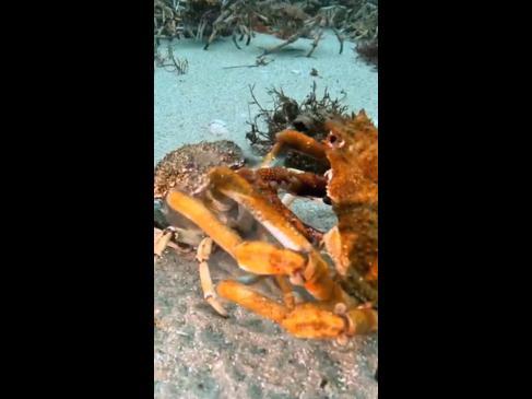 Aussie diver captures incredible moment crab sheds it's shell