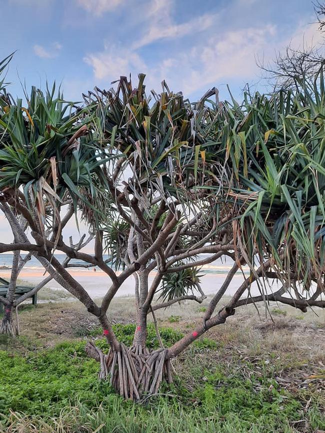 Photos shared on Facebook of the trees residents claim will be removed. Photo: Facebook