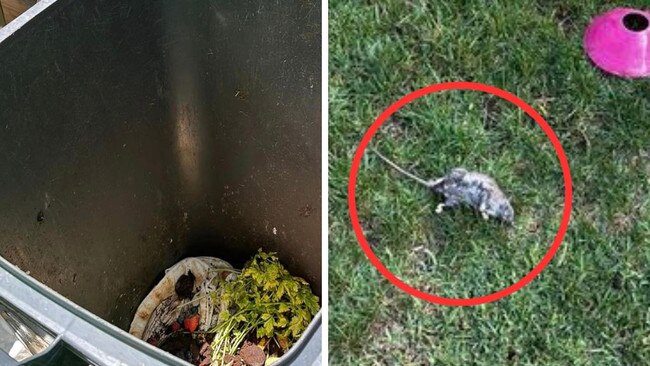 Residents in one of Sydney’s largest councils have attacked controversial rubbish bin decisions, claiming that its caused the number of rats, maggots and flies to skyrocket.