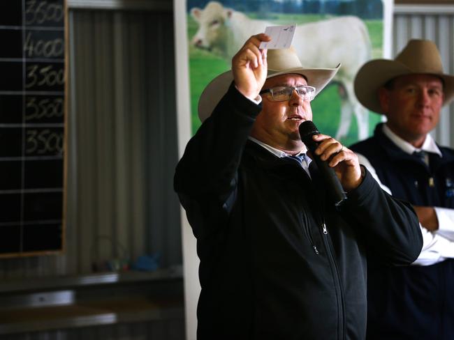 70 bulls were up for auction via the Helmsman auction system at the Paringa spring bull sale. Picture: Andy Rogers