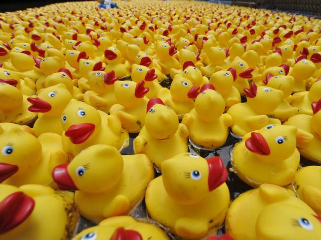 A rubber duck spill is the inspiration behind Introduced Species at the Seymour Centre on May 31. Picture:AFP