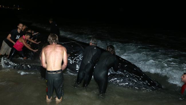 Crowd of Palm Beach locals led by former Ironman Trevor Hendy try to push a juvenile Humpback Whale back into the ocean after it stranded itself on the Gold Coast.. Picture Glenn Hampson