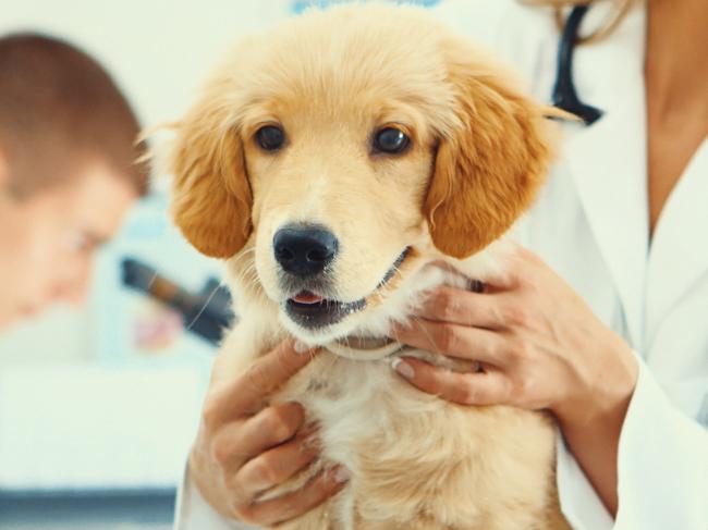 #Dogsofoz. Petbarn. Closeup of healthy Golden Retriever puppy on examination table at vet's office. The dog is happy and eager to go home. One of the vet's is holding the dog while the other is in background, using a microscope,