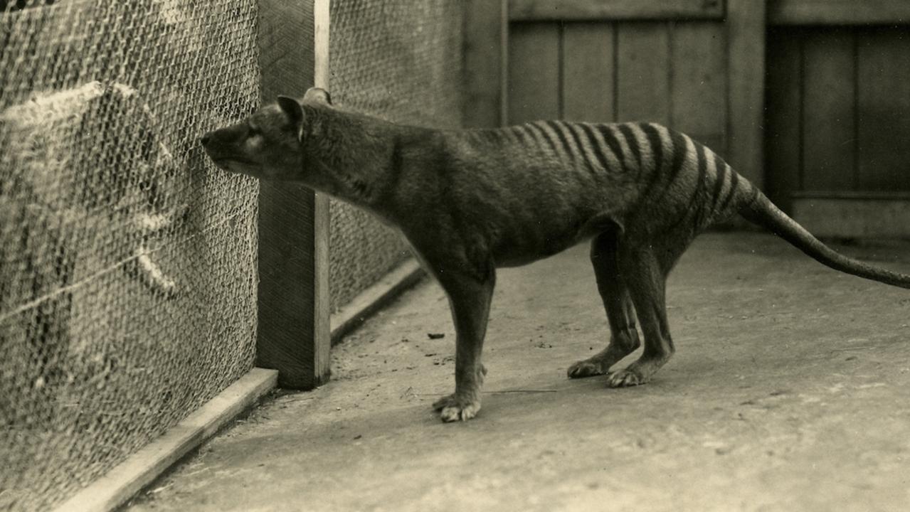 Tasmanian tiger: 'Sightings' of extinct animal spark hunt in