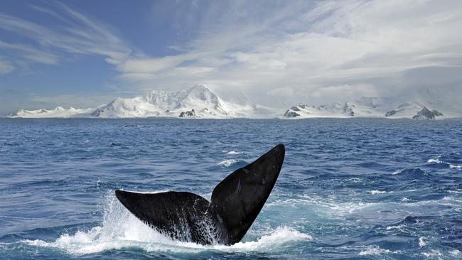 A whale dives in the Weddell Sea, Antarctica.