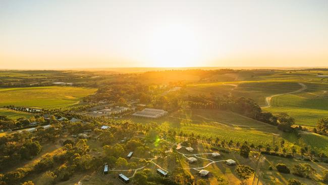 The sprawling Seppeltsfield vineyard in the Barossa.