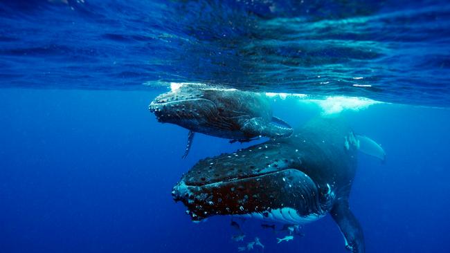 Humpback whales and their calves in the Great Australian Bight. Picture: Attila Kaszo