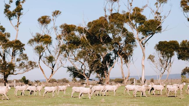 Still largely intact at 4033ha, Greystones is one of the few remaining pastoral runs in Victoria that were developed throughout the 19th and 20th century. Picture: Chloe Smith