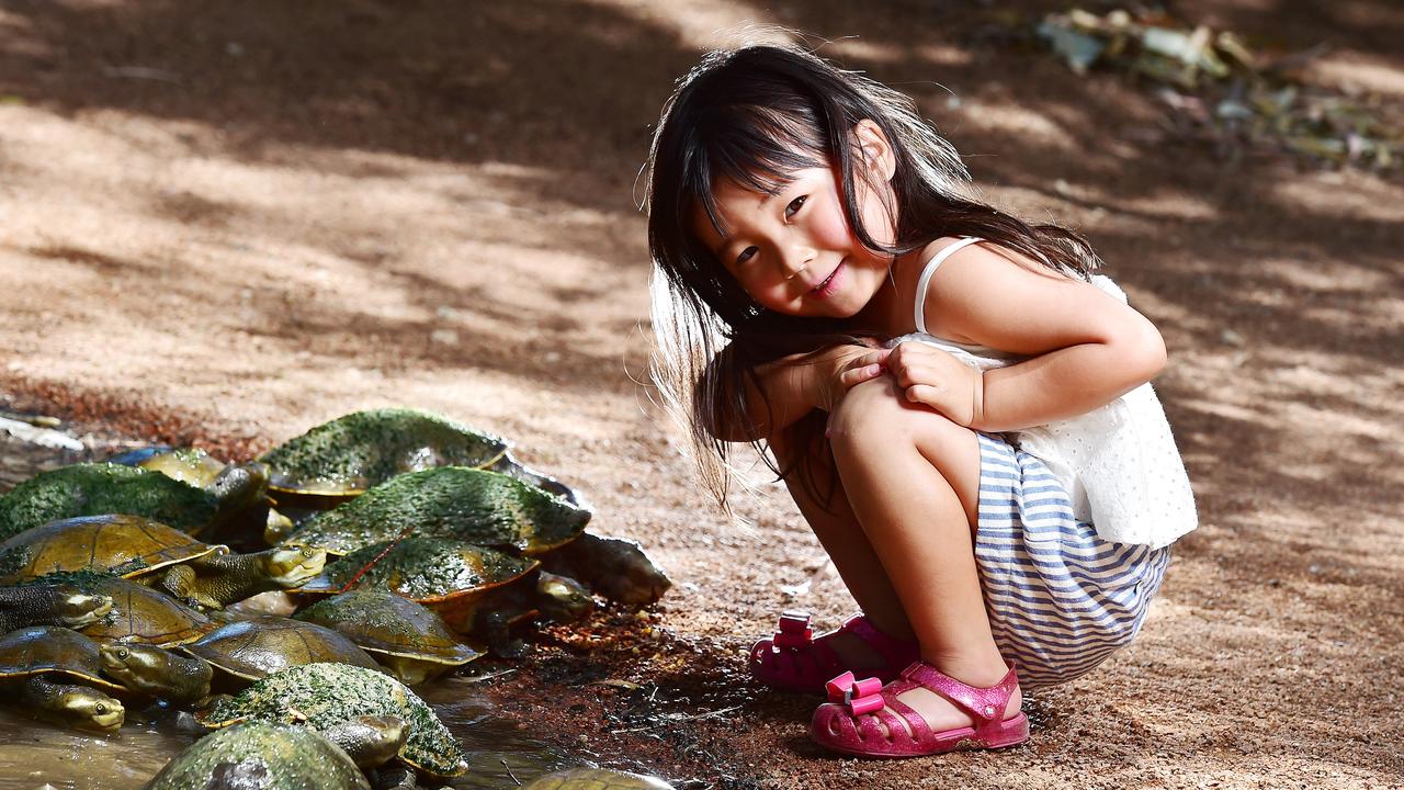 Kanna Nishimura, 4, visiting from Japan checks out the turtles at Billabong Sanctuary. Picture: Shae Beplate.