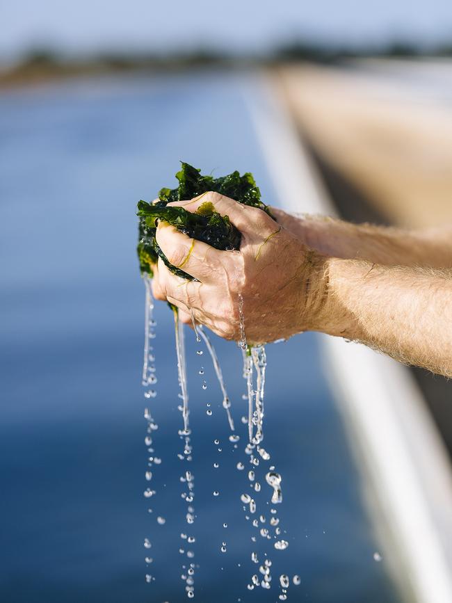 Native green algae use sunlight to absorb nutrient pollutants before being converted into a biostimulant (PlantJuice). Picture: Pacific Biotechnologies